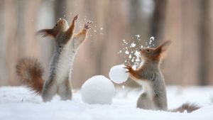 squirrel-snowball